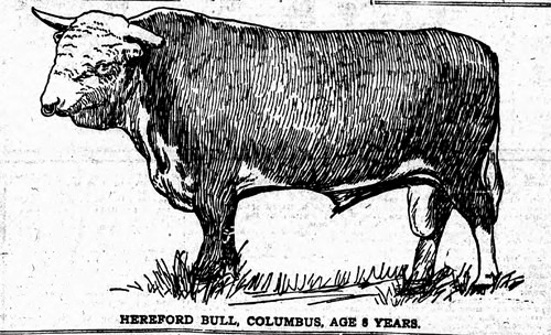 Frank Rockefeller's Bull