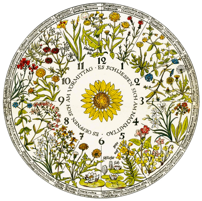 Linnaeus and the Flower Clock