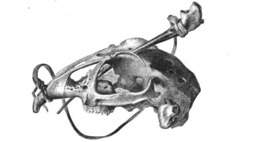 Hare Skull and Ball Game