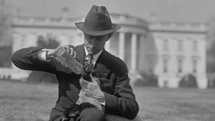 A man feeds sheep on the White House lawn