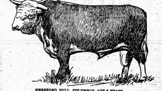 Frank Rockefeller's Bull