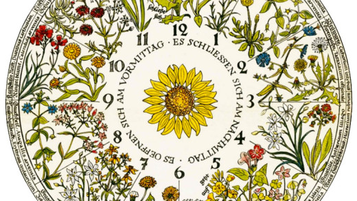 Linnaeus and the Flower Clock